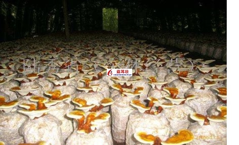 菇耳壮让远离食用菌多种病害